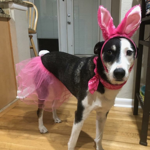 Meet your Posher, Rose - Picture 11 of 12